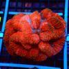 Symphyllia Brain Coral Dented Red, Size Medium