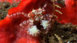 Pom Pom Crab - Indo Pacific, Size Small
