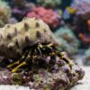 Hidden Hermit Crab, Size Small