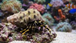 Hidden Hermit Crab, Size Small