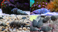 Cerith Snails, Cortez or Cerith Snail Caribbean, Size 1 Inch