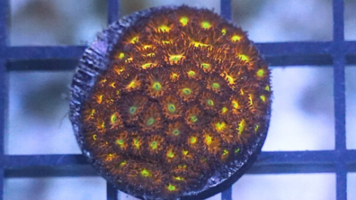 Stylocoeniella : Sweet Heart - Caribbean, Size Frag