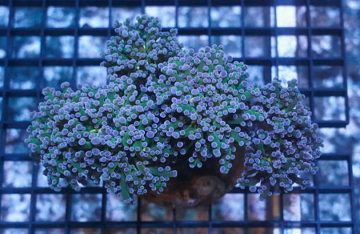Octospawn Branching: Green w/ Purple Tips - Aquacultured, Size Medium