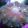 Button Coral Cynarina - Green, Size Small