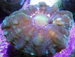 Button Coral Cynarina - Green, Size Small