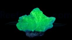 Cabbage Leather: Green Mini - Indo Pacific, Size Small