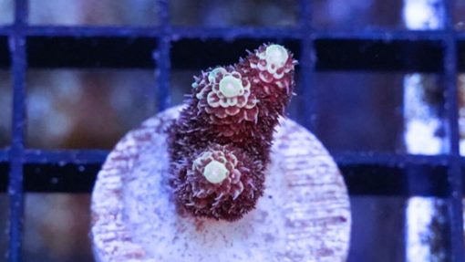 Acropora Coral : Tongan Colored - South Pacific, Size Frag