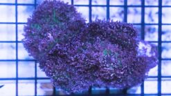 Mushroom Coral: Lavender Plum - South Pacific, Size 2.75 - 3.75 inches
