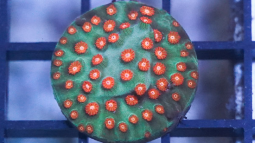 Cyphastrea "Jingle Bells" Green w/ Red Polyps - Caribbean, Size Small
