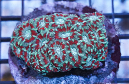 Acanthastrea Colored - Indo Pacific, Size Medium