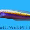 Oreni Tilefish - Indian Ocean, Size 2.25 - 3.5 inches