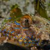 Fingered Dragonet