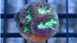 Blasto Wellsi : Green - Australia, Size Frag