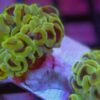 Hammer Coral Branch: Gold - Indo Pacific, Size Medium