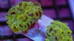 Hammer Coral Branch: Gold - Indo Pacific, Size Medium