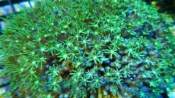Organ Pipe Coral: Green - Fiji, Size 2.25 - 3.5 inches