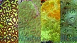 Favia Brain Coral: Red, Size Medium