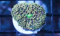 Mushroom Coral - Ricordea Yuma Green and Pink - Caribbean, Size Frag