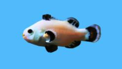 Snow Storm Ocellaris Clownfish: Captive Bred - 1 - 2" - Captive Bred - QM Labs