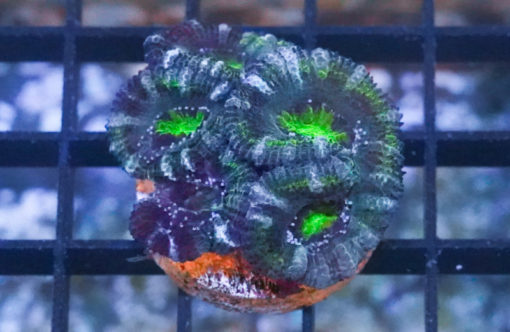Acanthastrea Ultra Color 1.25 inches