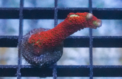 Branching Green w/ Red polyps (Forest Fire) 1 inches