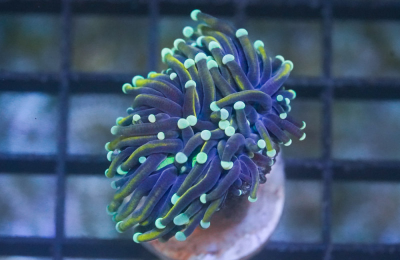 Torch Ultra 1.5 inches