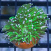 Torch Ultra 1.5 inches