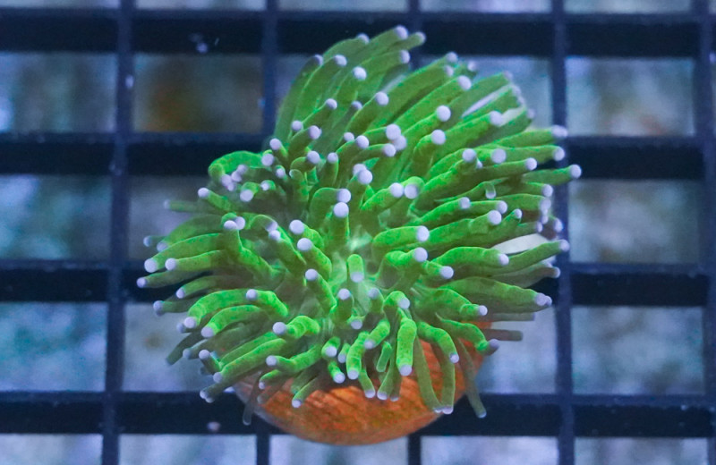 Torch Ultra 1.5 inches