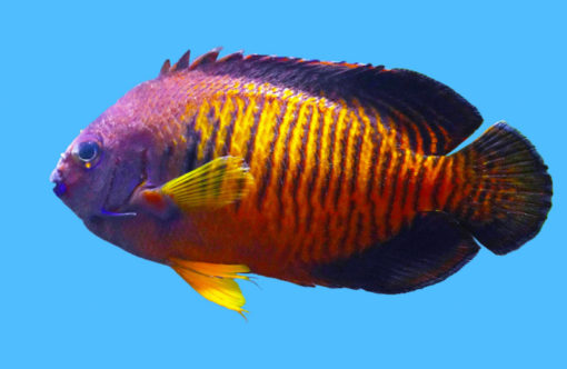 Coral Beauty Tiger Tail 3.5 inches