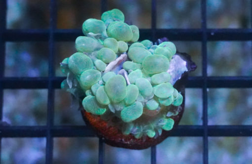 Bubble, Ultra 1.5 inches