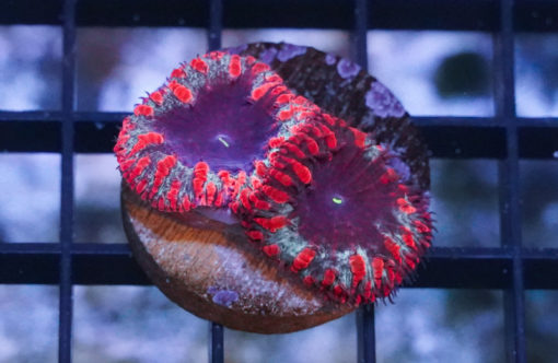 Blastomussa Wellsi Ultra 1.25 inches