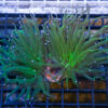Torch Ultra 2.5 inches