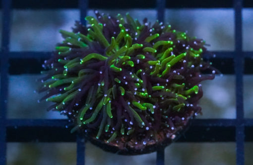 Galaxy, Seaside 1.25 inches