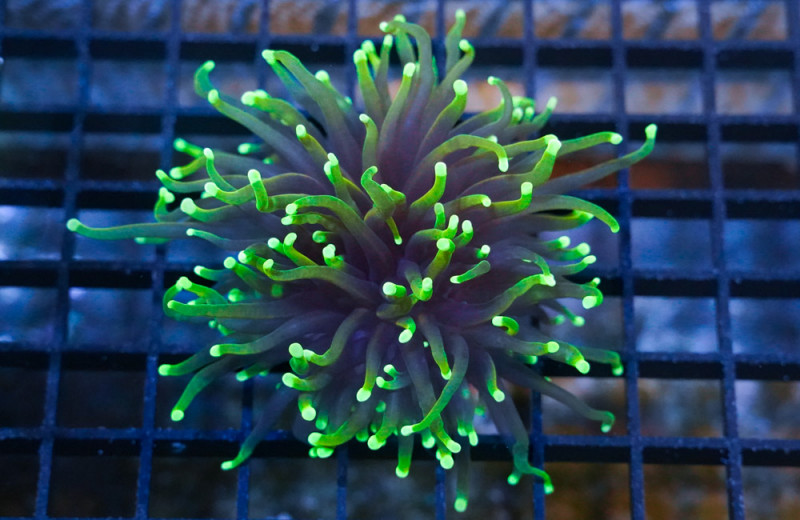 Torch Ultra 1.5 inches