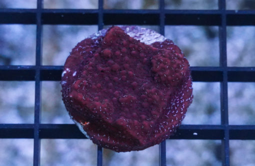 Montipora Ultra 1.25 inches