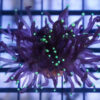 Torch Ultra 1.5 inches