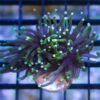 Torch Ultra 1.5 inches