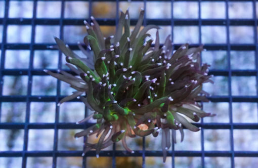 Torch Ultra 1.5 inches
