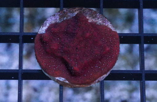 Montipora Ultra 1.25 inches