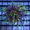 Torch Ultra 1.5 inches
