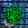 Torch, Ultra 1.5 inches