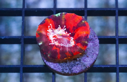 Scolymia Ultra 1.25 inches