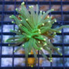 Torch Ultra 1.5 inches