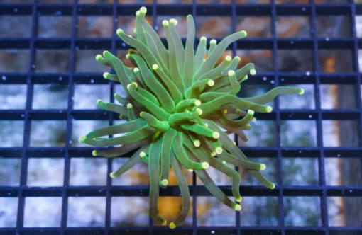 Torch Ultra 1.5 inches