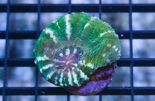 Scolymia Ultra 1.5 inches