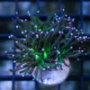 Torch, Ultra 1.5 inches