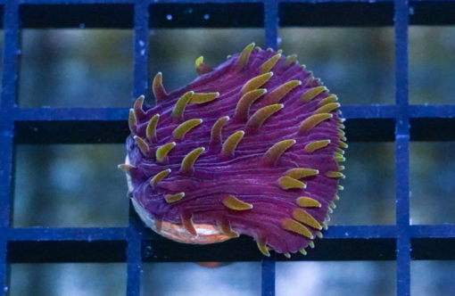 Plate Ultra Color 1 inches