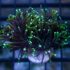 Torch, Ultra 1.5 inches