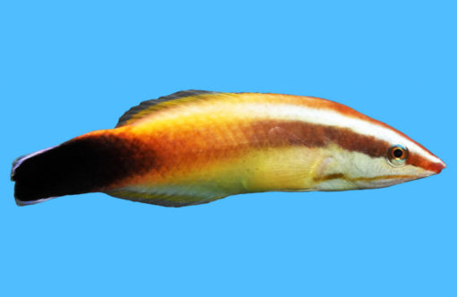 Cleaner, Tahitian 3 inches