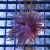 Torch Ultra 1.5 inches